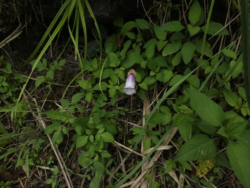 Image of Aeginetia indica by (c) Yu-Chang Chen, some rights reserved (CC BY)