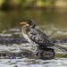 Long-tailed Cormorant - Photo (c) Francesco Veronesi, some rights reserved (CC BY-SA)