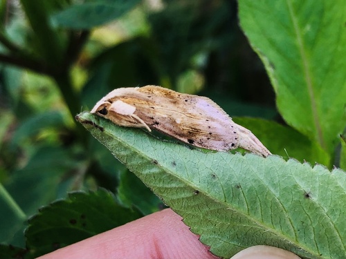 Pydnella