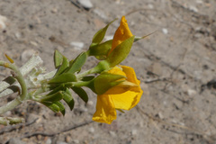 Argyrolobium pachyphyllum