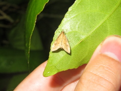 Mnesictena flavidalis