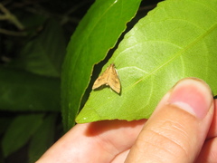Mnesictena flavidalis