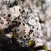 Haida Almond Lichen - Photo (c) C.S.Yampae, some rights reserved (CC BY-NC), uploaded by C.S.Yampae