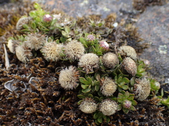 Baccharis caespitosa