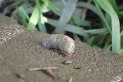 Deroceras reticulatum