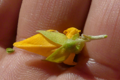 Argyrolobium pachyphyllum