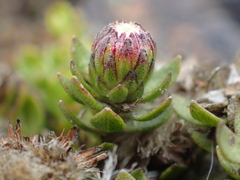 Baccharis caespitosa