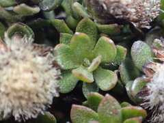 Baccharis caespitosa