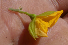 Argyrolobium pachyphyllum