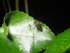 Helophilus antipodus