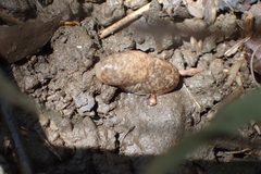 Deroceras reticulatum