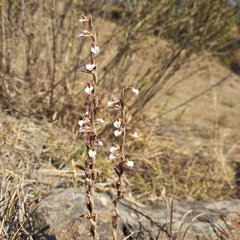 Schiedeella transversalis