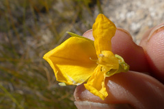 Argyrolobium pachyphyllum