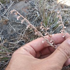 Schiedeella transversalis