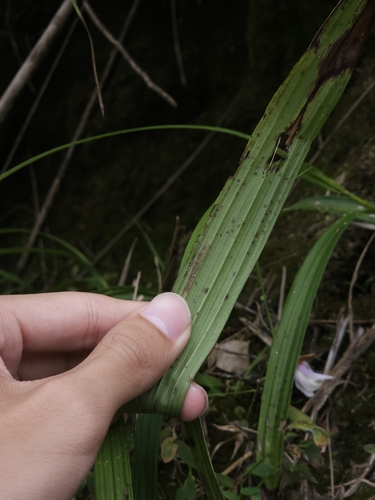Image of Bletilla formosana by (c) Yu-Chang Chen, some rights reserved (CC BY)