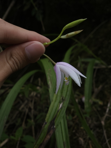 Image of Bletilla formosana by (c) Yu-Chang Chen, some rights reserved (CC BY)