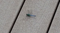 Erythemis simplicicollis