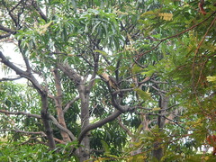Daptrius chimachima