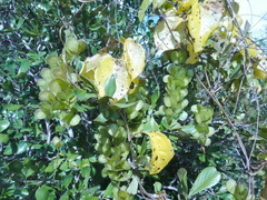 Dioscorea bemarivensis