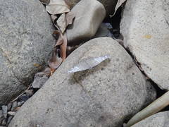 Hamadryas februa