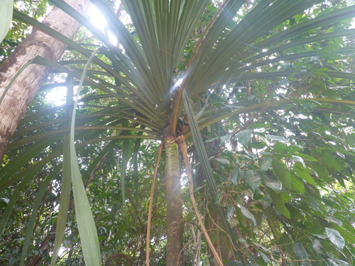 Pandanus krauelianus observed 2023-09-30