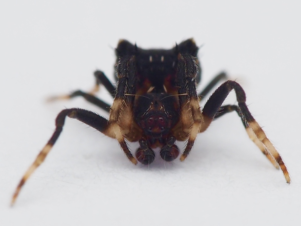 bird-dropping-spiders-from-north-island-kaeo-northland-nz-on