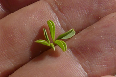 Argyrolobium pachyphyllum