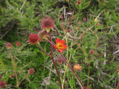 Geum quellyon
