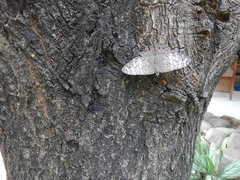 Hamadryas februa