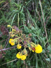 Calceolaria crenata