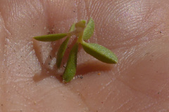 Argyrolobium pachyphyllum