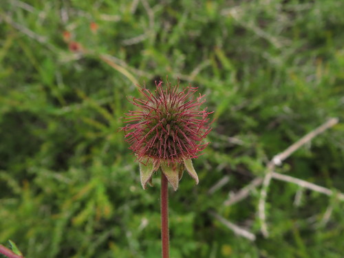 Image of Geum quellyon by (c) Nicolás Lavandero, some rights reserved (CC BY)