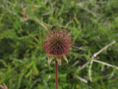 Geum quellyon