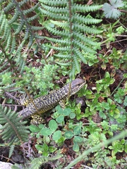 Stenocercus guentheri