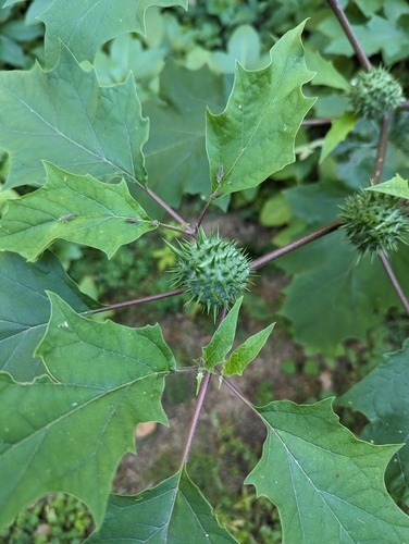 Datura stramonium