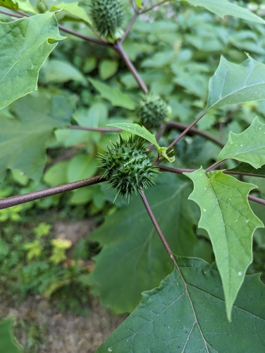 Datura stramonium