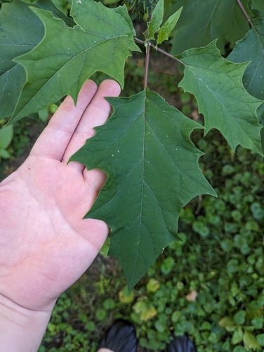 Datura stramonium