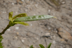 Argyrolobium pachyphyllum