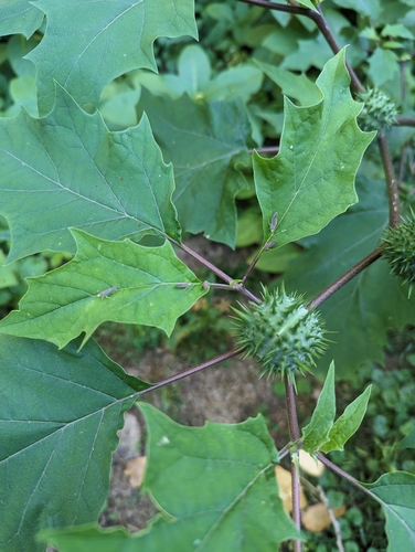 Datura stramonium