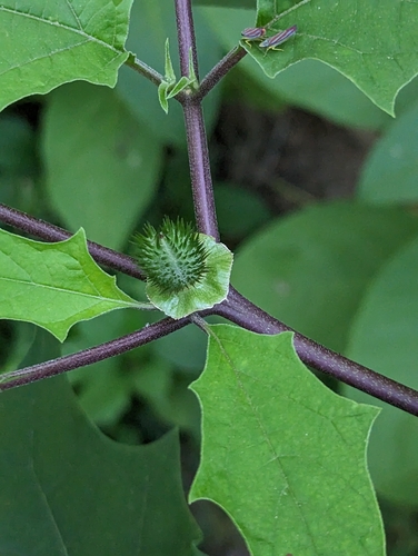 Datura stramonium