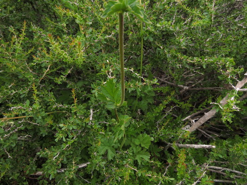 Image of Geum quellyon by (c) Nicolás Lavandero, some rights reserved (CC BY)