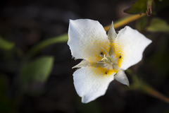 Calochortus apiculatus
