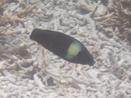 Tubelip wrasse (Labrichthys unilineatus) — Labridae — 4