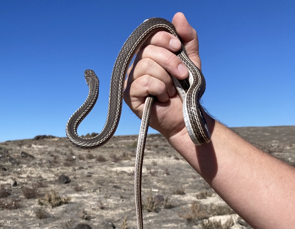 Desert Striped Whipsnake in October 2023 by Charlie Justus · iNaturalist