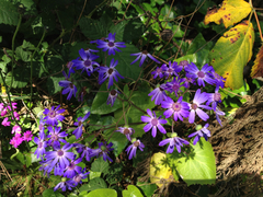 Pericallis × hybrida
