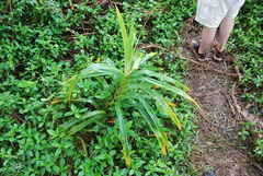 Freycinetia arborea