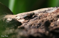 Sarconesia chlorogaster