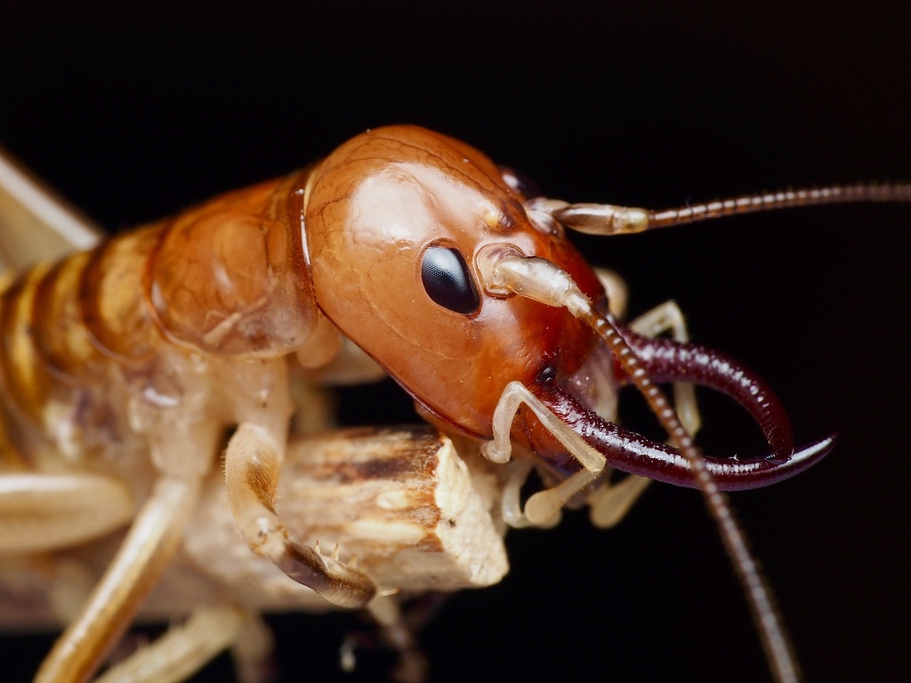 Northland Tusked Weta