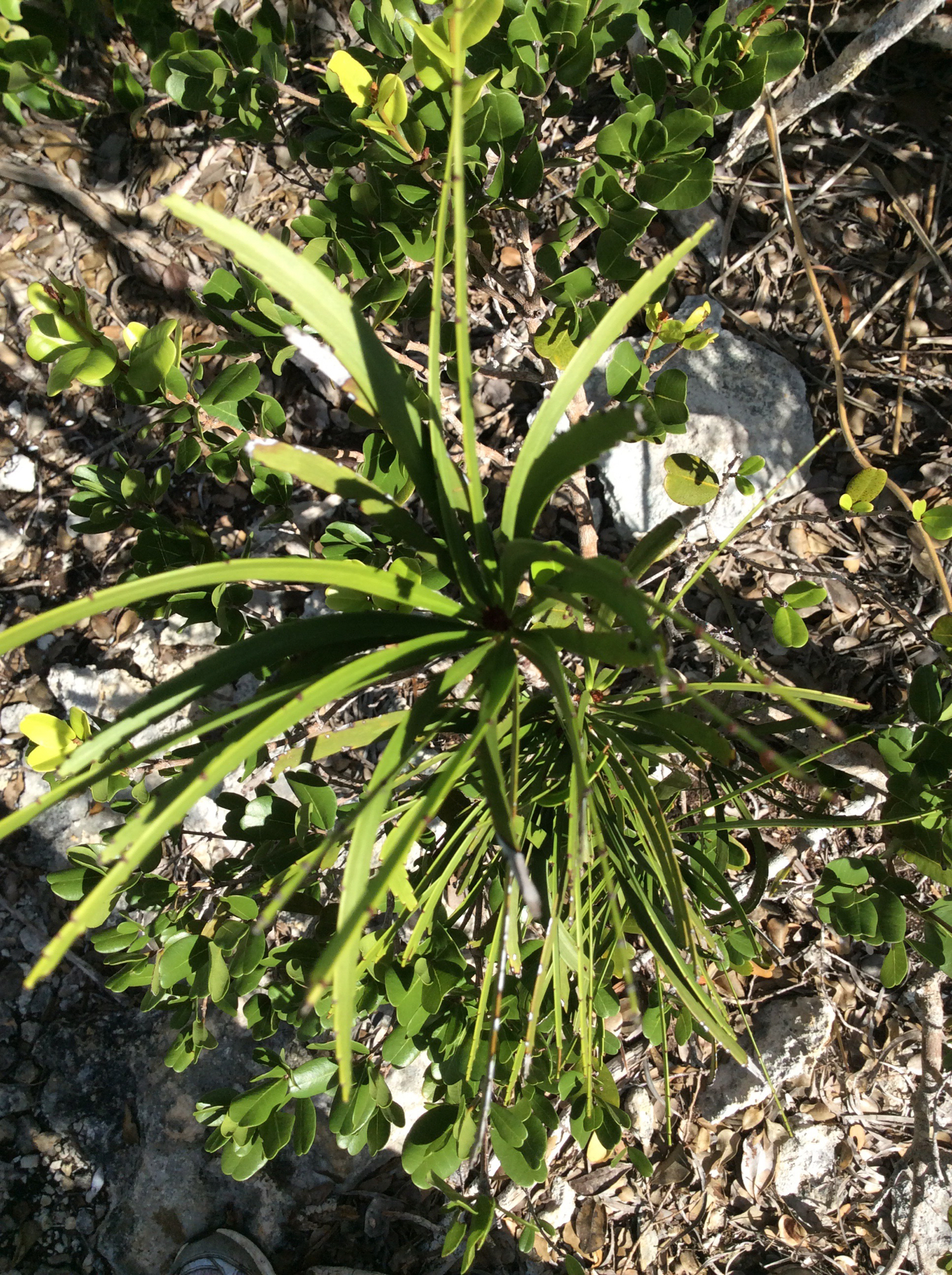 Phyllanthus epiphyllanthus