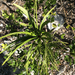 Phyllanthus epiphyllanthus - Photo (c) maycl, algunos derechos reservados (CC BY-NC)